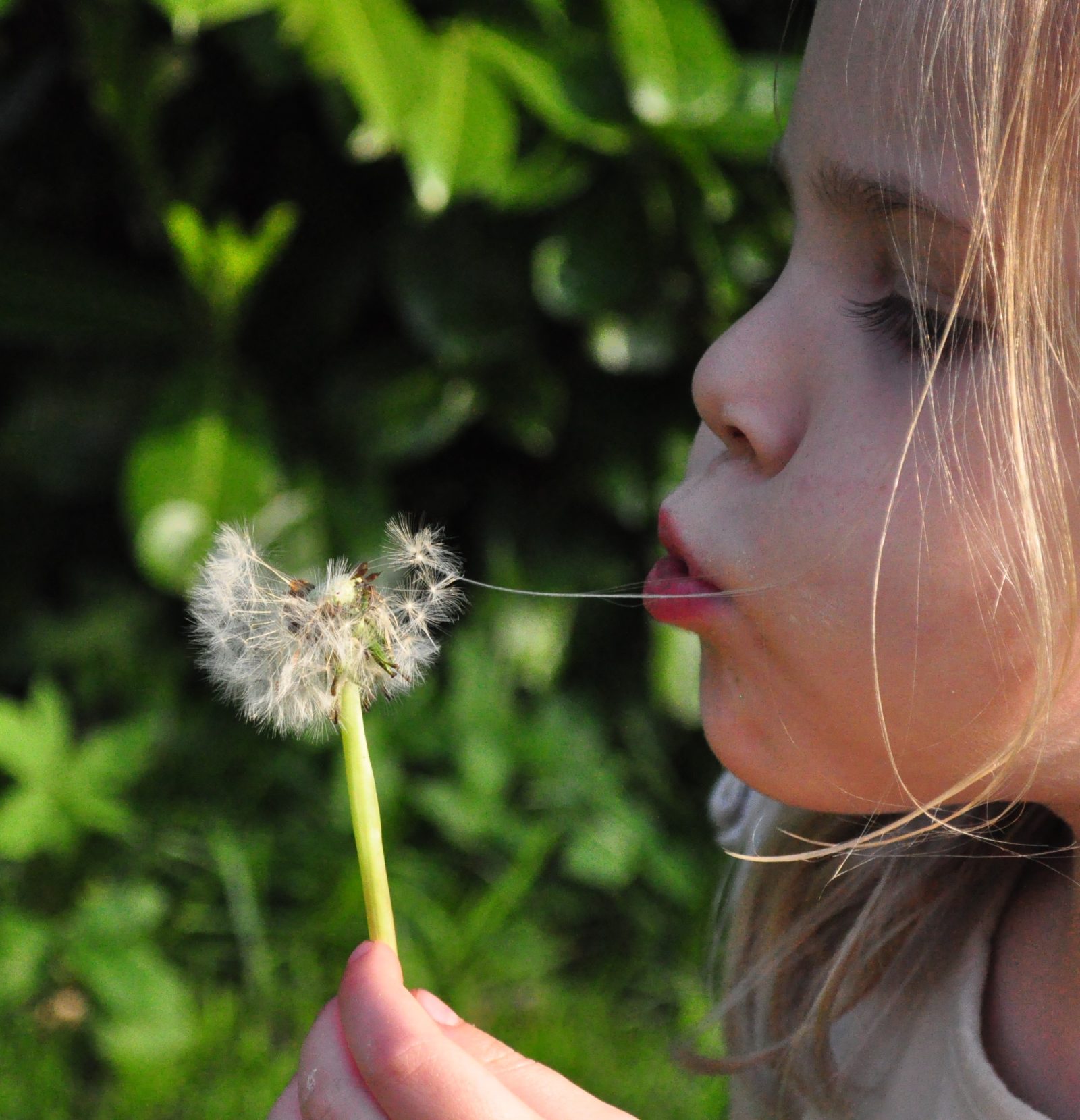 small cropped dandelion girl