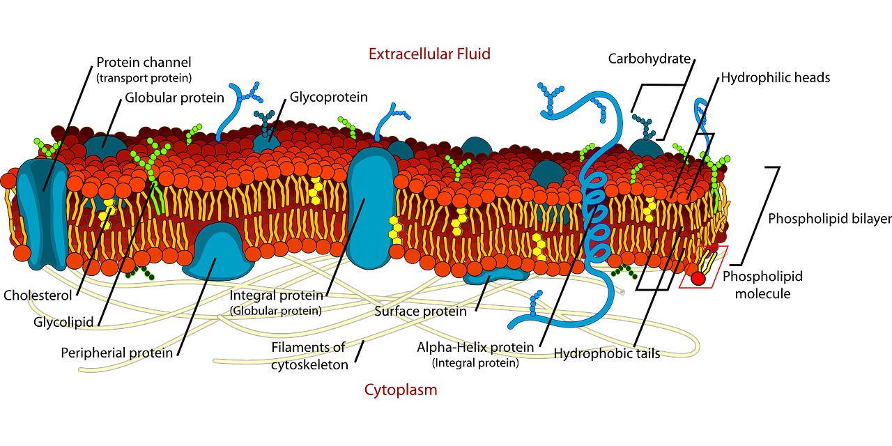 biology-41522_1280